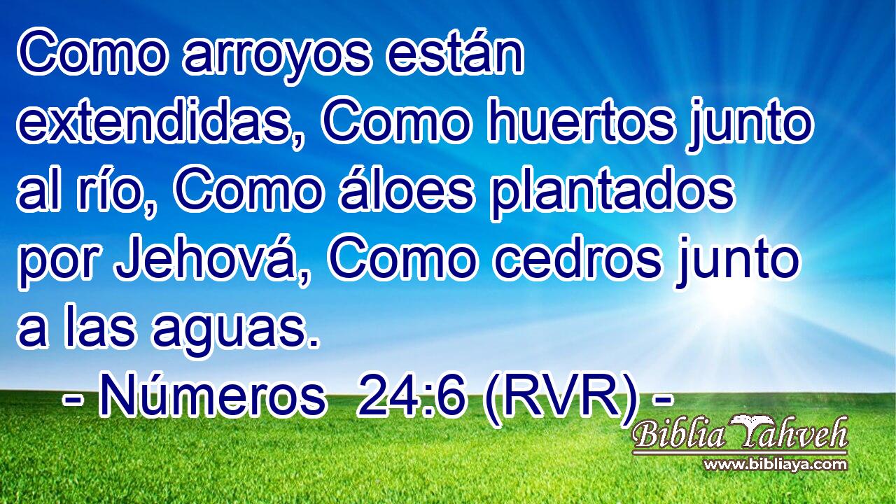 Como arroyos están extendidas, Como huertos junto al río, Como áloes plantados por Jehová, Como cedros junto a las aguas.
