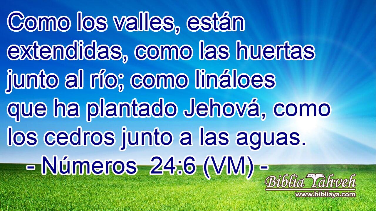  Como los valles, están extendidas, como las huertas junto al río; como lináloes que ha plantado Jehová, como los cedros junto a las aguas. 
