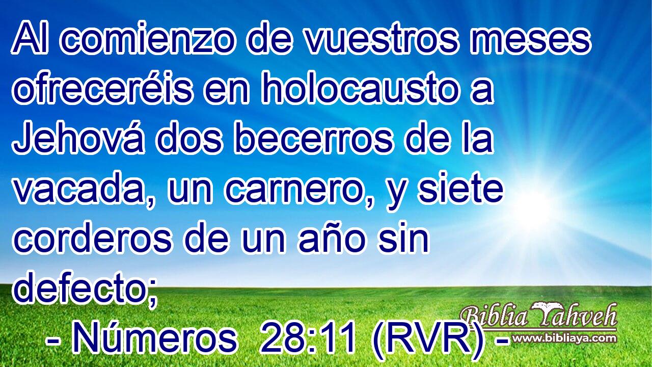 Al comienzo de vuestros meses ofreceréis en holocausto a Jehová dos becerros de la vacada, un carnero, y siete corderos de un año sin defecto;