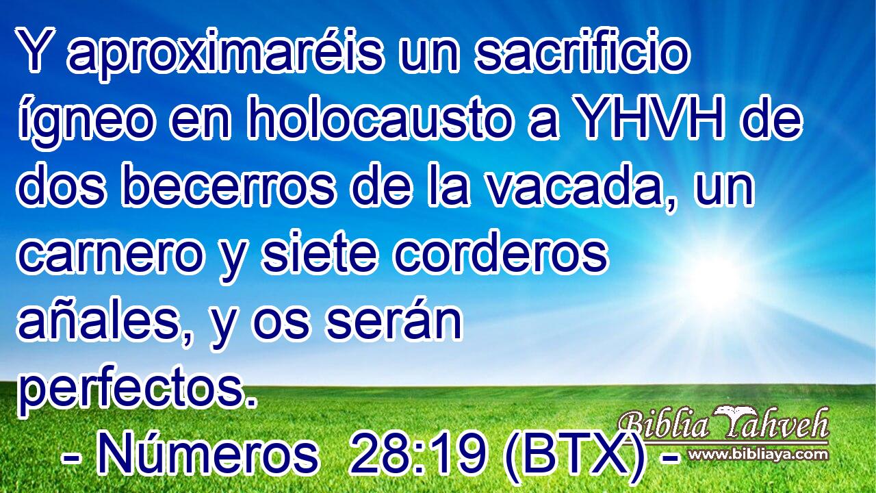 Y aproximaréis un sacrificio ígneo en holocausto a YHVH de dos becerros de la vacada, un carnero y siete corderos añales, y os serán perfectos.