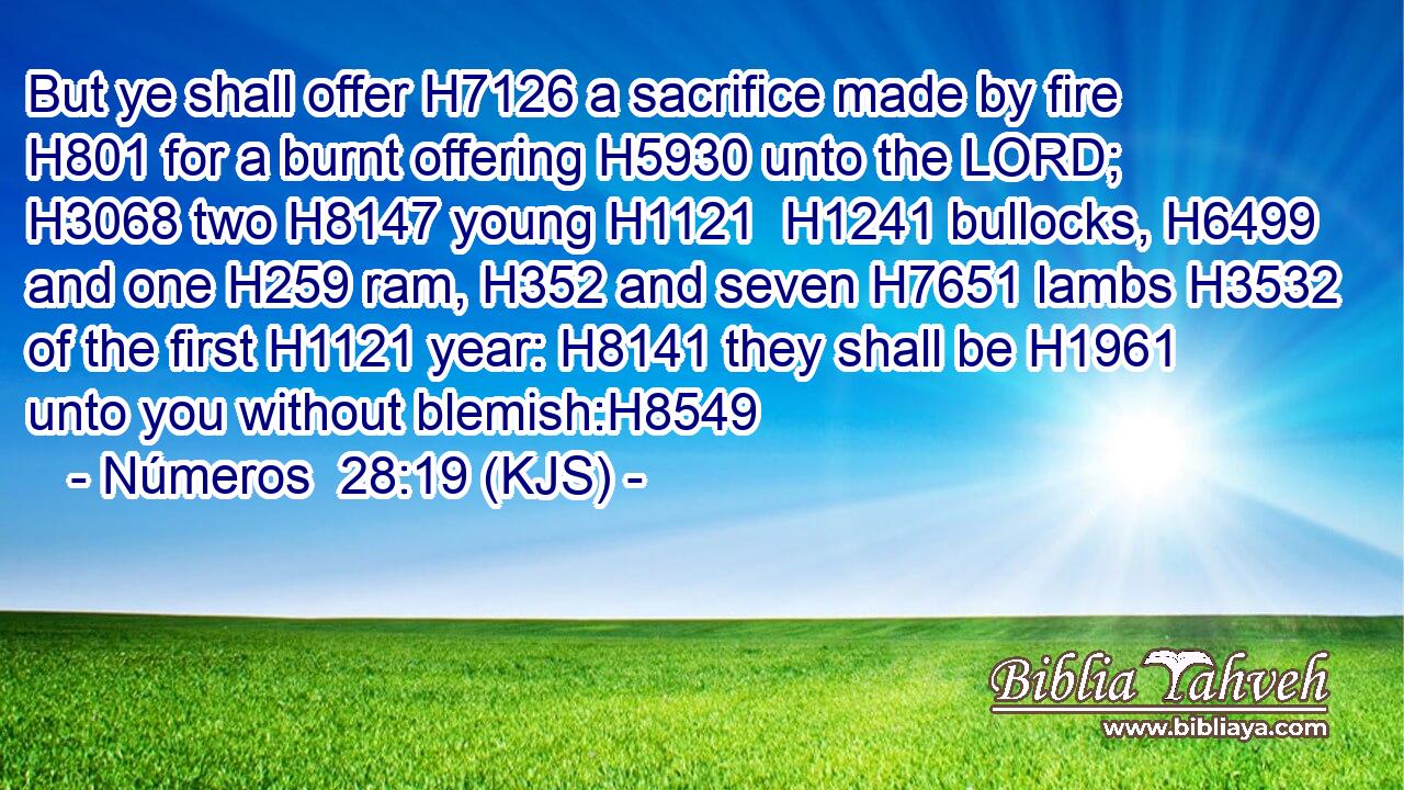 But ye shall offer H7126 a sacrifice made by fire H801 for a burnt offering H5930 unto the LORD; H3068 two H8147 young H1121  H1241 bullocks, H6499 and one H259 ram, H352 and seven H7651 lambs H3532 of the first H1121 year: H8141 they shall be H1961 unto you without blemish:H8549