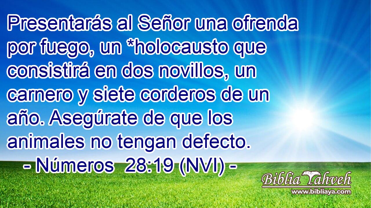  Presentarás al Señor una ofrenda por fuego, un *holocausto que consistirá en dos novillos, un carnero y siete corderos de un año. Asegúrate de que los animales no tengan defecto. 