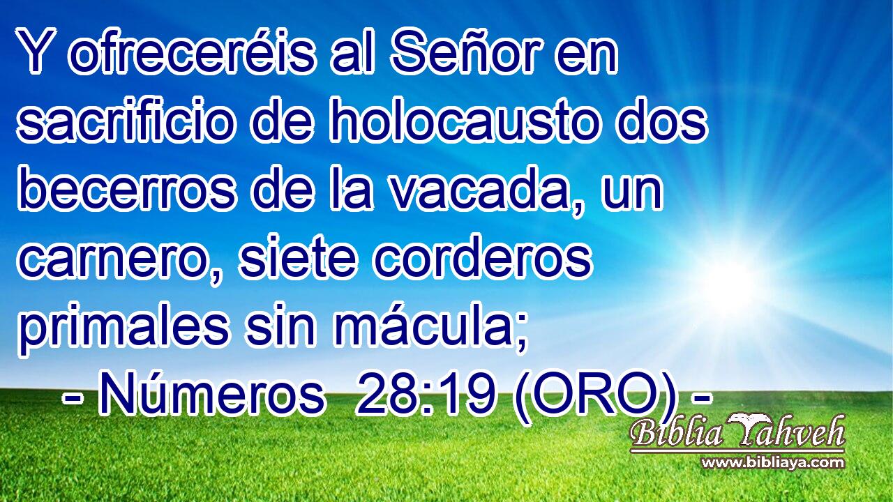  Y ofreceréis al Señor en sacrificio de holocausto dos becerros de la vacada, un carnero, siete corderos primales sin mácula; 