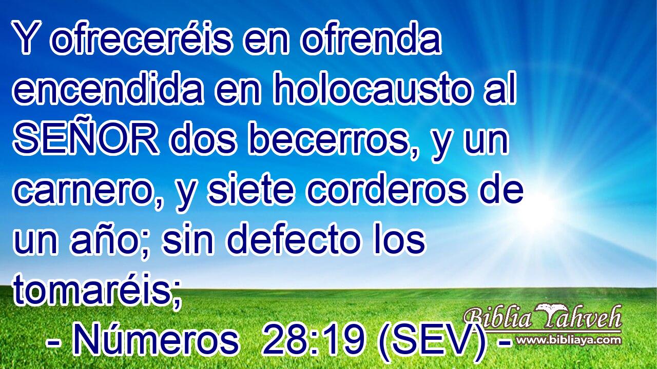 Y ofreceréis en ofrenda encendida en holocausto al SEÑOR dos becerros, y un carnero, y siete corderos de un año; sin defecto los tomaréis;