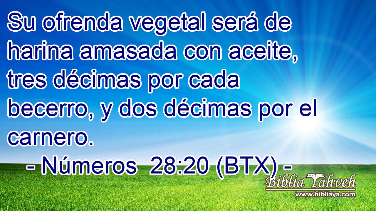 Su ofrenda vegetal será de harina amasada con aceite, tres décimas por cada becerro, y dos décimas por el carnero.