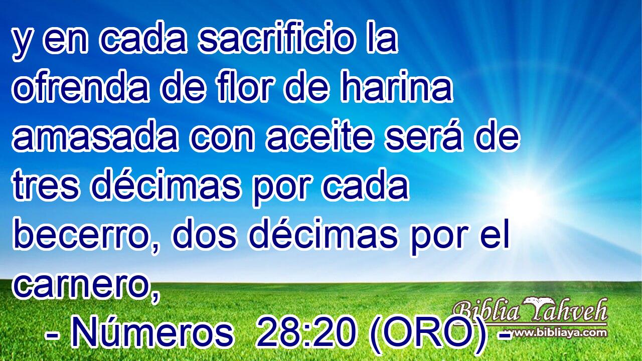  y en cada sacrificio la ofrenda de flor de harina amasada con aceite será de tres décimas por cada becerro, dos décimas por el carnero, 