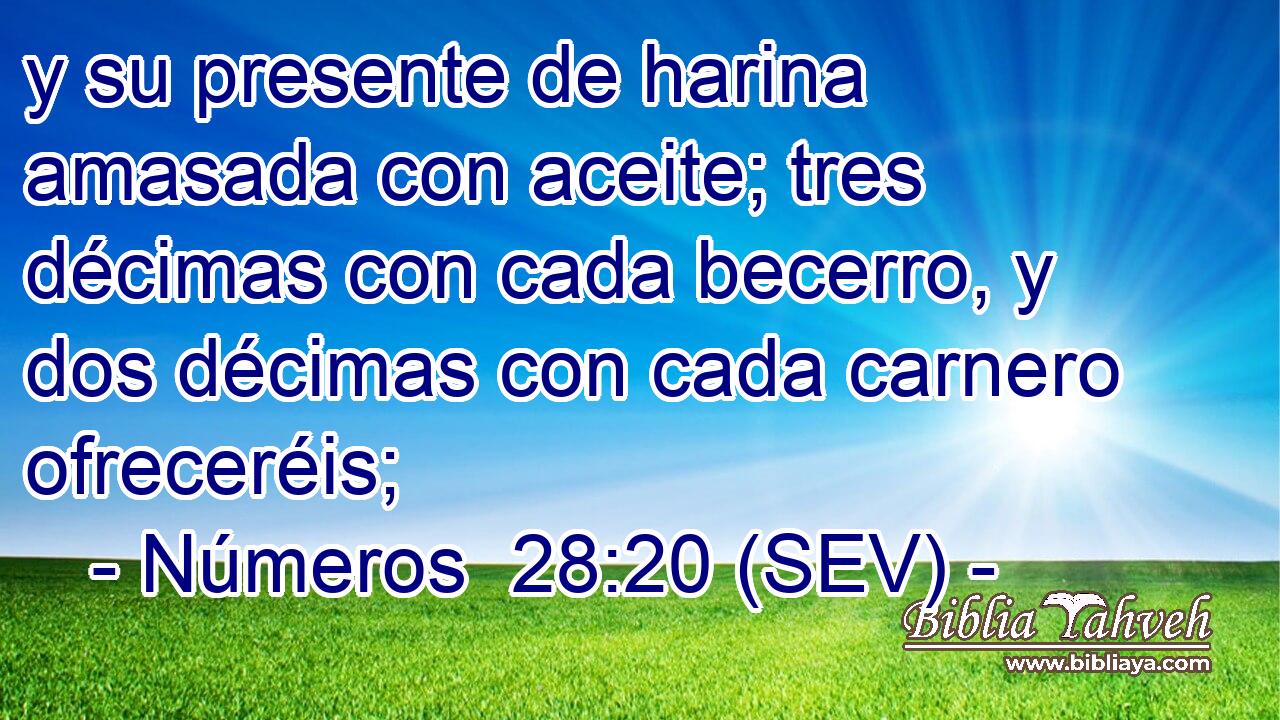 y su presente de harina amasada con aceite; tres décimas con cada becerro, y dos décimas con cada carnero ofreceréis;