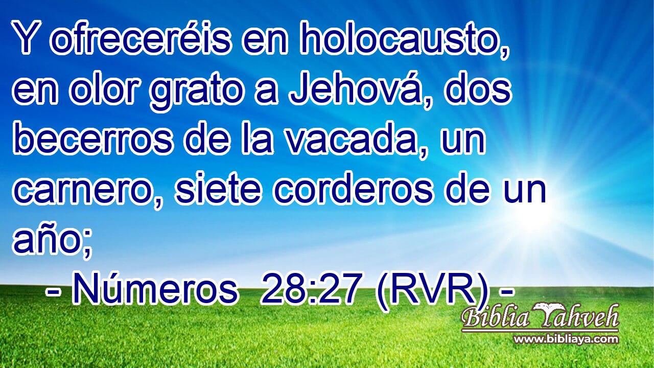 Y ofreceréis en holocausto, en olor grato a Jehová, dos becerros de la vacada, un carnero, siete corderos de un año;