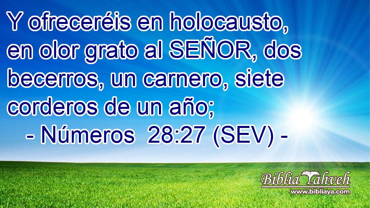 Y ofreceréis en holocausto, en olor grato al SEÑOR, dos becerros, un carnero, siete corderos de un año;