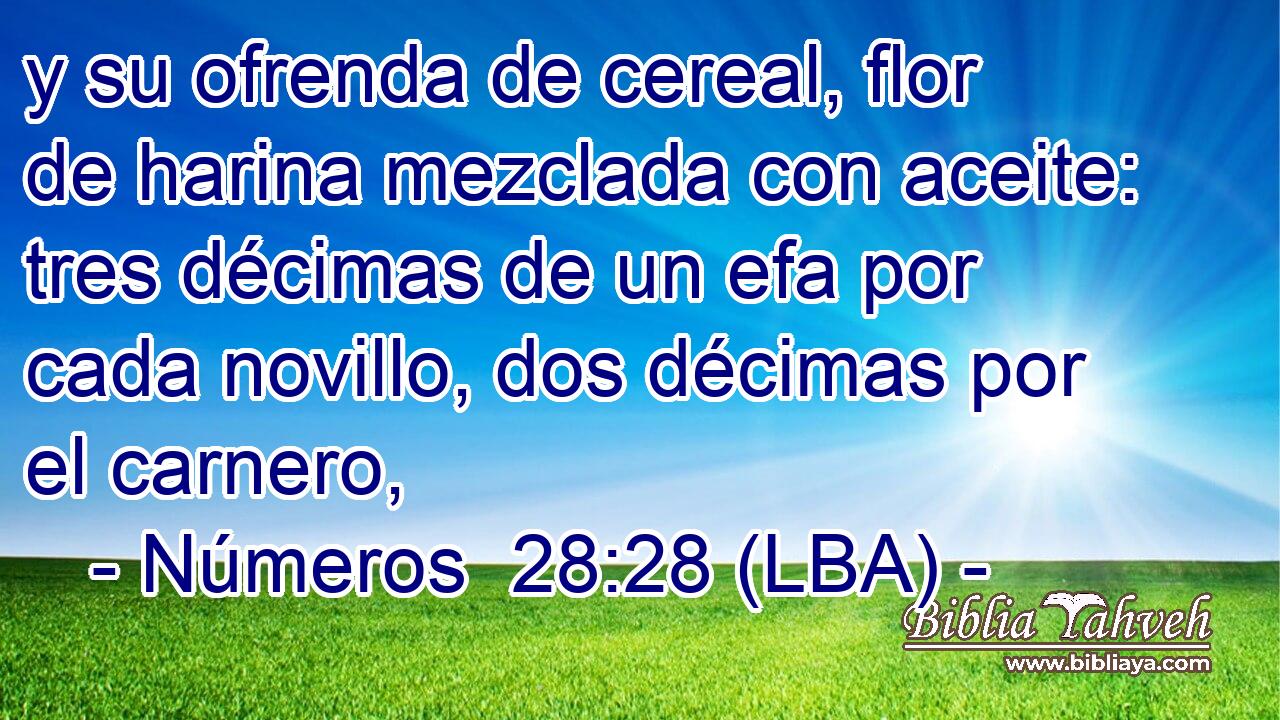 y su ofrenda de cereal, flor de harina mezclada con aceite: tres décimas de un efa por cada novillo, dos décimas por el carnero,