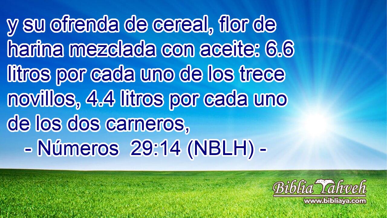  y su ofrenda de cereal, flor de harina mezclada con aceite: 6.6 litros por cada uno de los trece novillos, 4.4 litros por cada uno de los dos carneros, 
