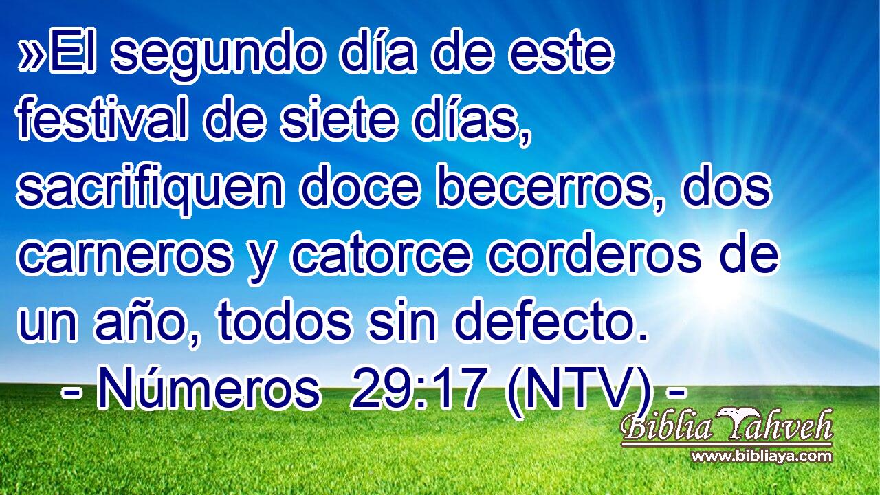 »El segundo día de este festival de siete días, sacrifiquen doce becerros, dos carneros y catorce corderos de un año, todos sin defecto.