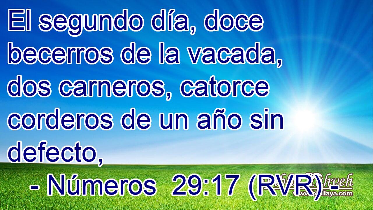 El segundo día, doce becerros de la vacada, dos carneros, catorce corderos de un año sin defecto,