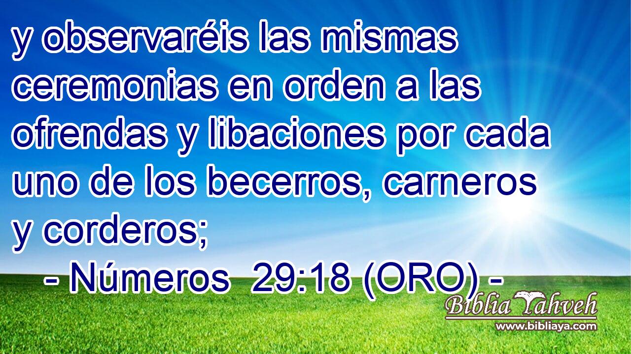  y observaréis las mismas ceremonias en orden a las ofrendas y libaciones por cada uno de los becerros, carneros y corderos; 
