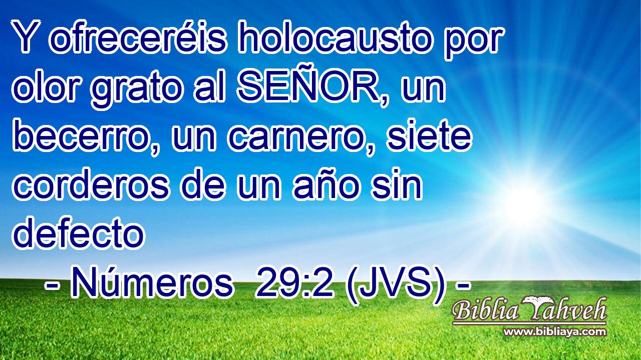 Y ofreceréis holocausto por olor grato al SEÑOR, un becerro, un carnero, siete corderos de un año sin defecto