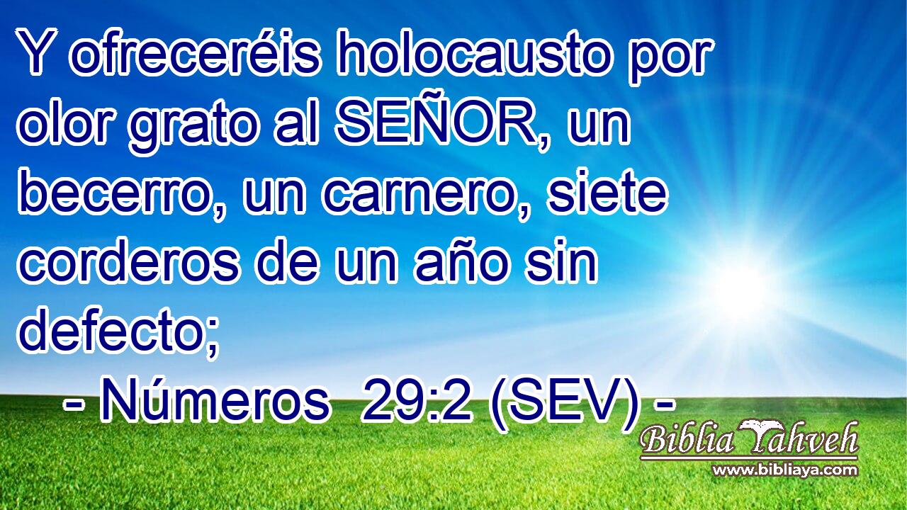 Y ofreceréis holocausto por olor grato al SEÑOR, un becerro, un carnero, siete corderos de un año sin defecto;