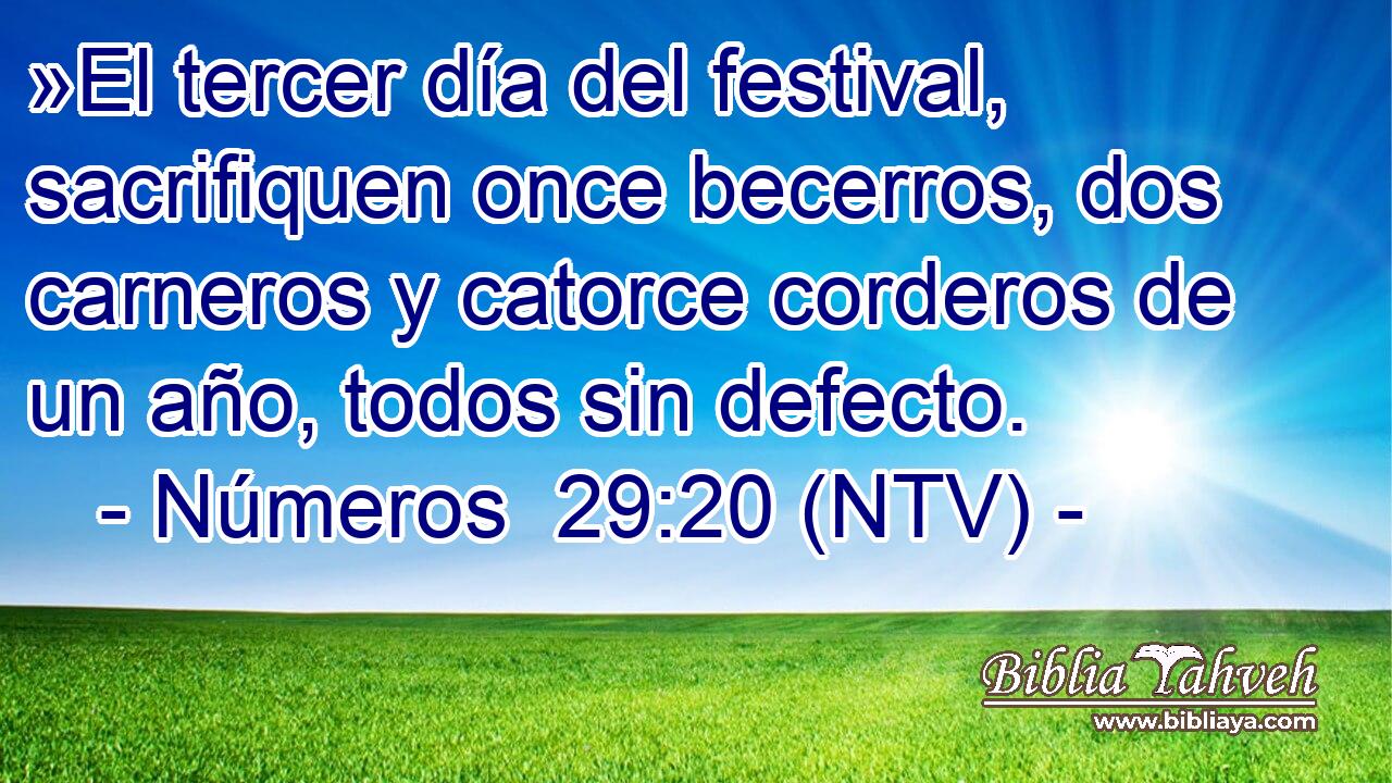 »El tercer día del festival, sacrifiquen once becerros, dos carneros y catorce corderos de un año, todos sin defecto.