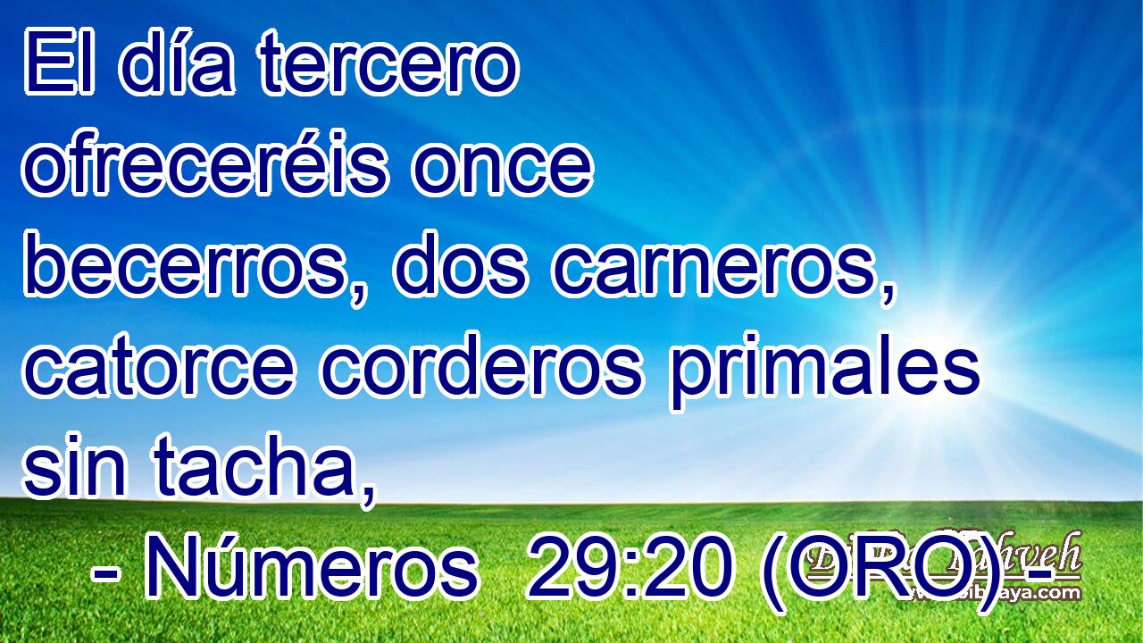  El día tercero ofreceréis once becerros, dos carneros, catorce corderos primales sin tacha, 