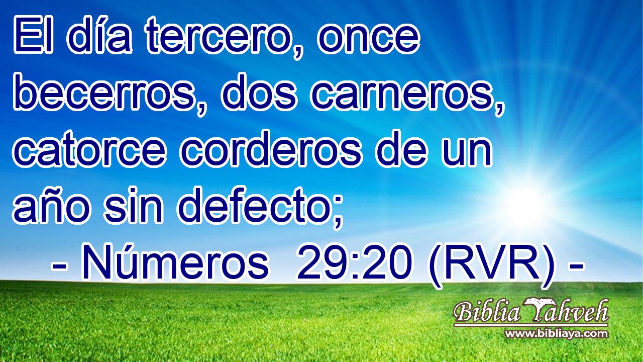 El día tercero, once becerros, dos carneros, catorce corderos de un año sin defecto;