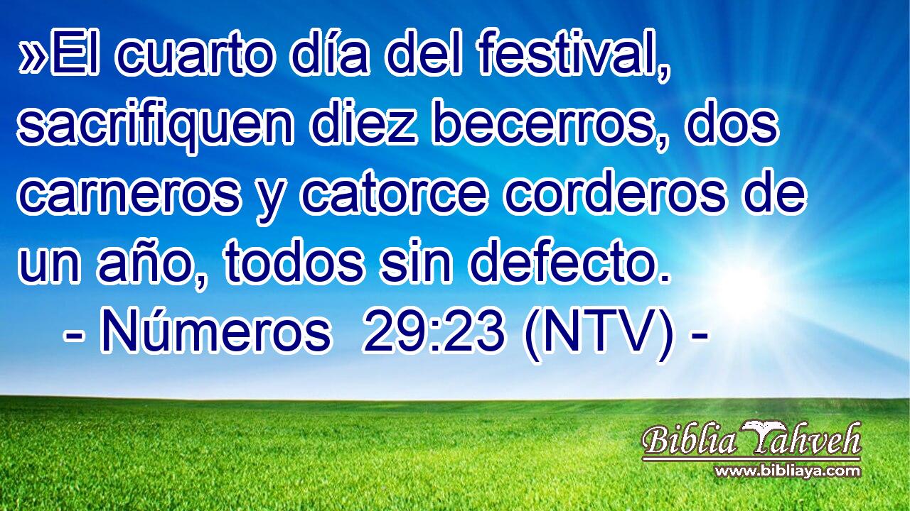 »El cuarto día del festival, sacrifiquen diez becerros, dos carneros y catorce corderos de un año, todos sin defecto.