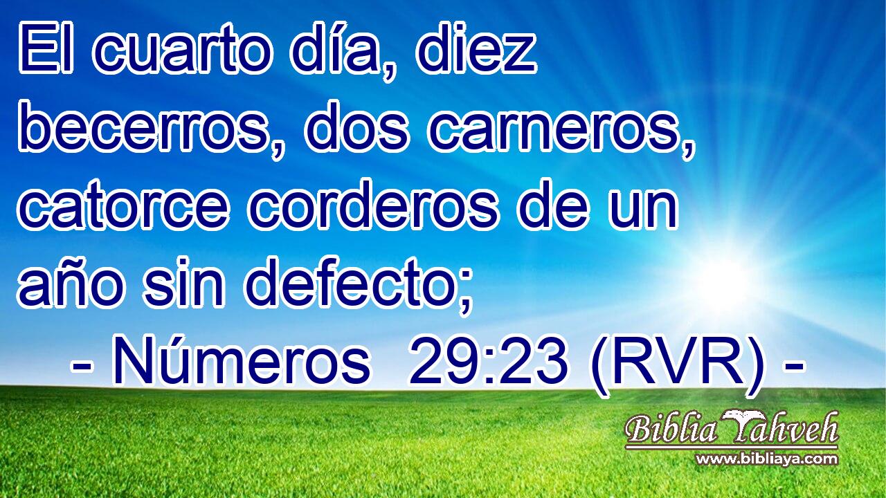 El cuarto día, diez becerros, dos carneros, catorce corderos de un año sin defecto;