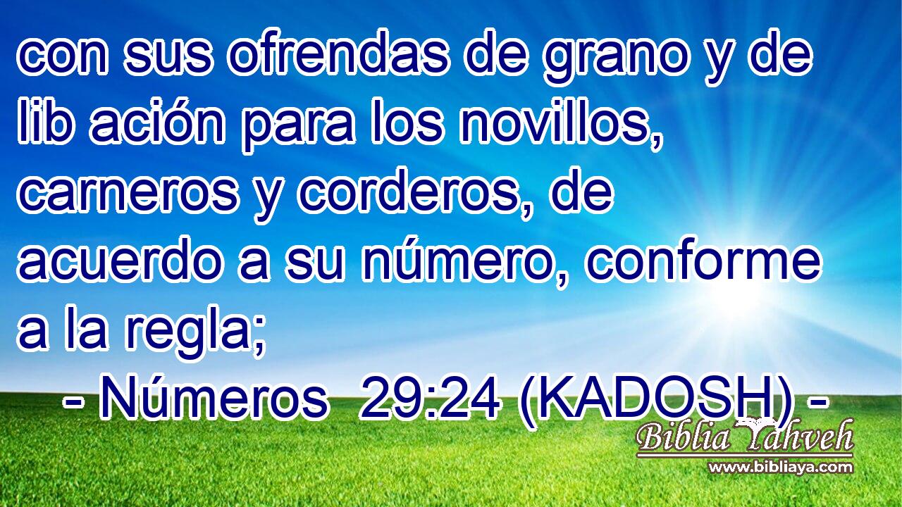  con sus ofrendas de grano y de lib ación para los novillos, carneros y corderos, de acuerdo a su número, conforme a la regla; 