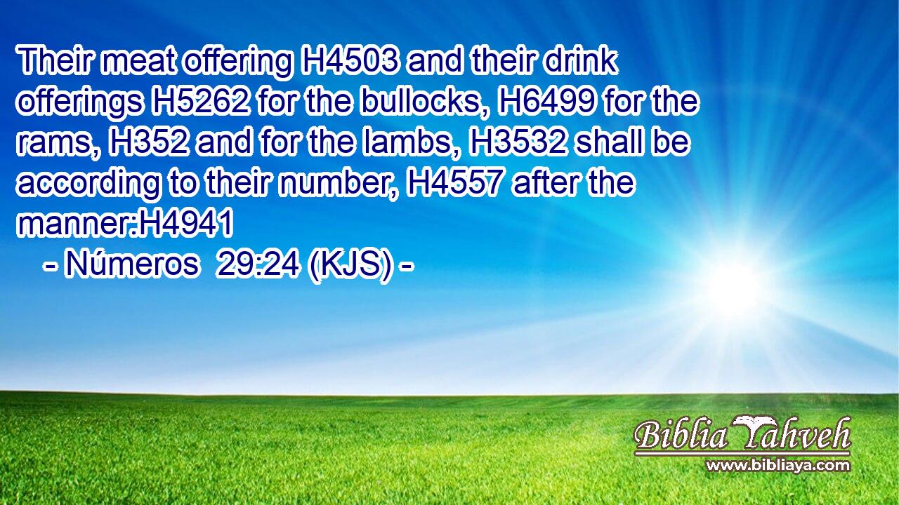 Their meat offering H4503 and their drink offerings H5262 for the bullocks, H6499 for the rams, H352 and for the lambs, H3532 shall be according to their number, H4557 after the manner:H4941