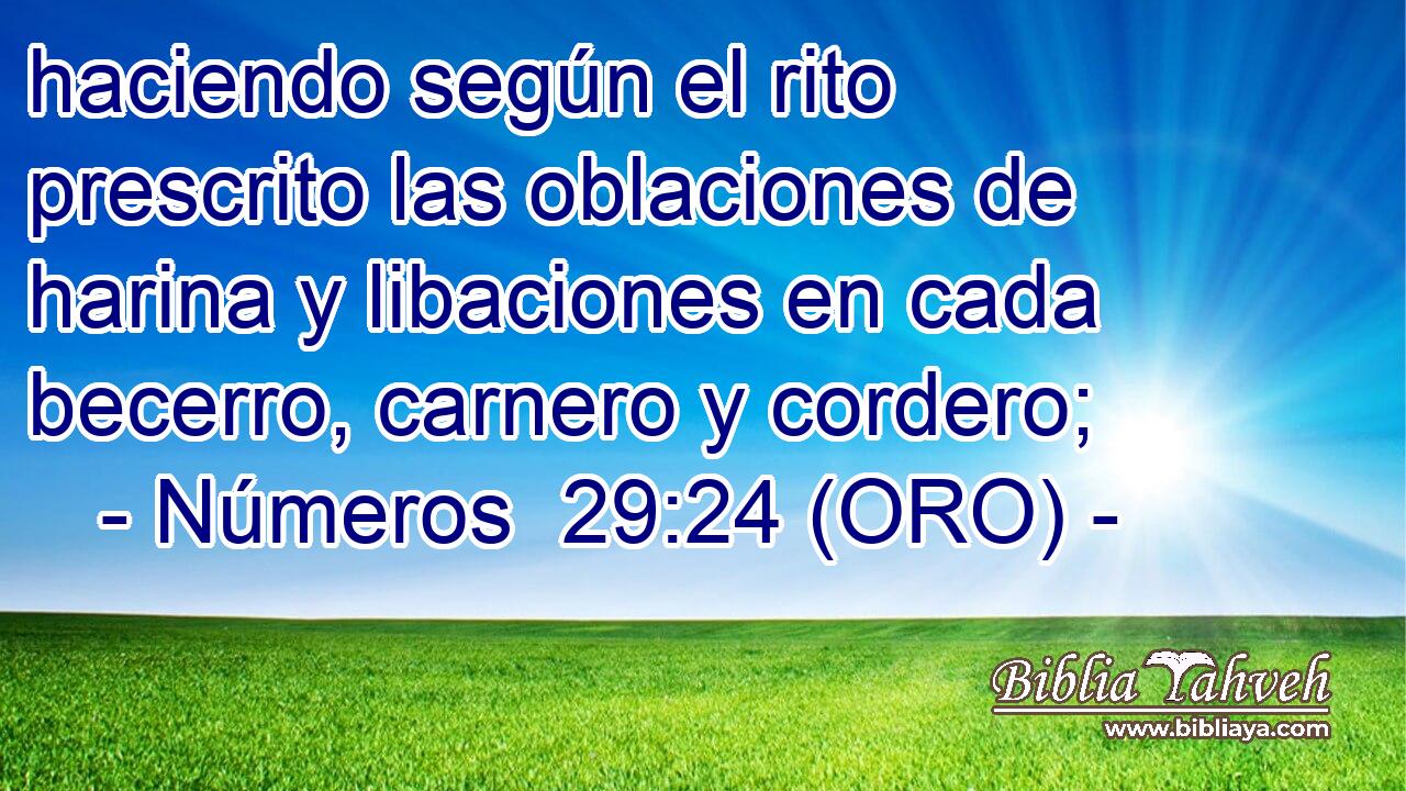  haciendo según el rito prescrito las oblaciones de harina y libaciones en cada becerro, carnero y cordero; 