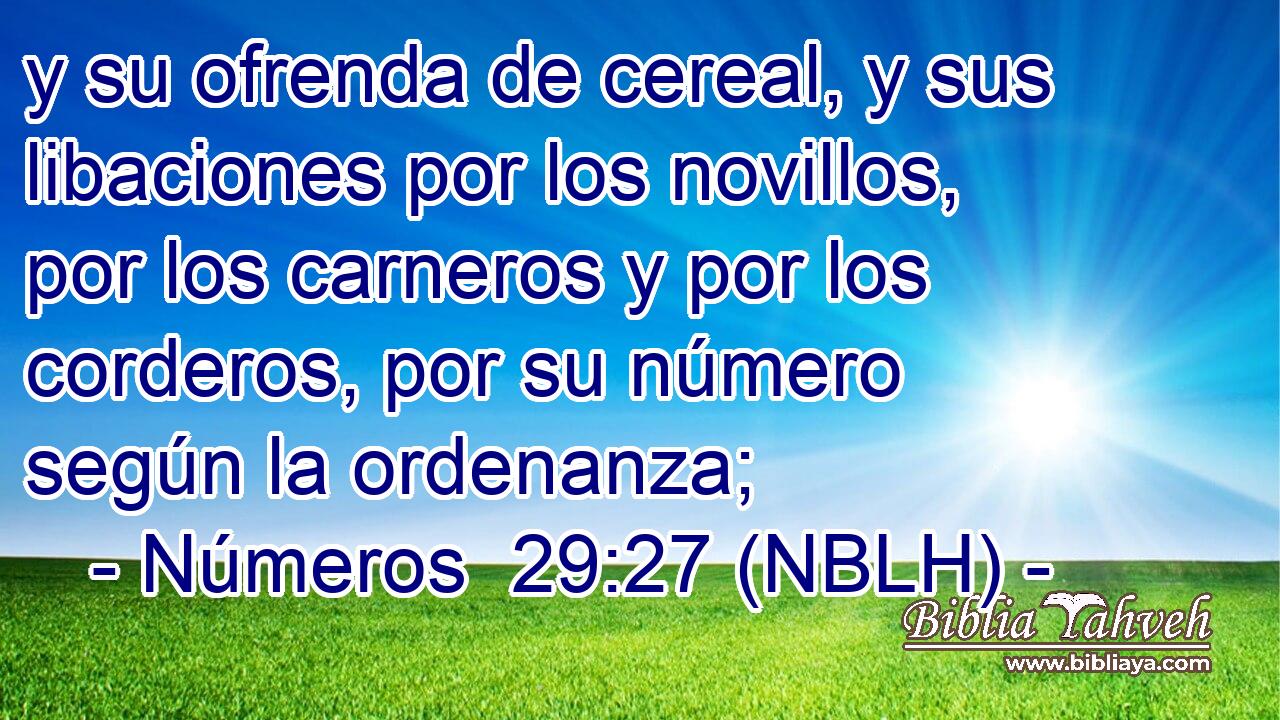  y su ofrenda de cereal, y sus libaciones por los novillos, por los carneros y por los corderos, por su número según la ordenanza; 