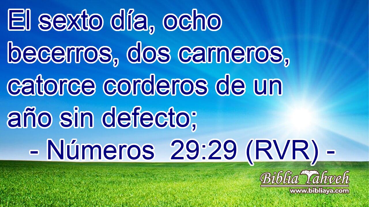 El sexto día, ocho becerros, dos carneros, catorce corderos de un año sin defecto;