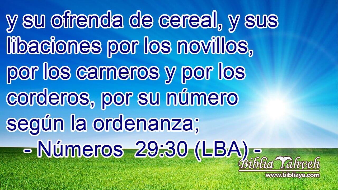 y su ofrenda de cereal, y sus libaciones por los novillos, por los carneros y por los corderos, por su número según la ordenanza;