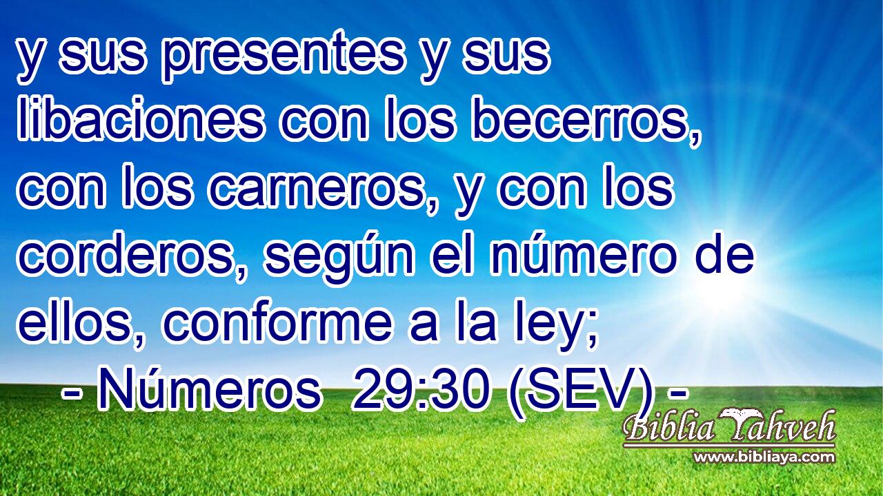 y sus presentes y sus libaciones con los becerros, con los carneros, y con los corderos, según el número de ellos, conforme a la ley;