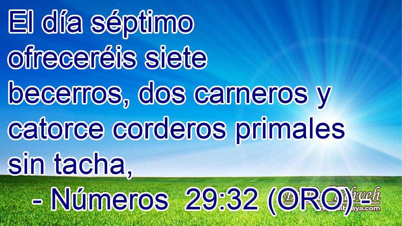  El día séptimo ofreceréis siete becerros, dos carneros y catorce corderos primales sin tacha, 