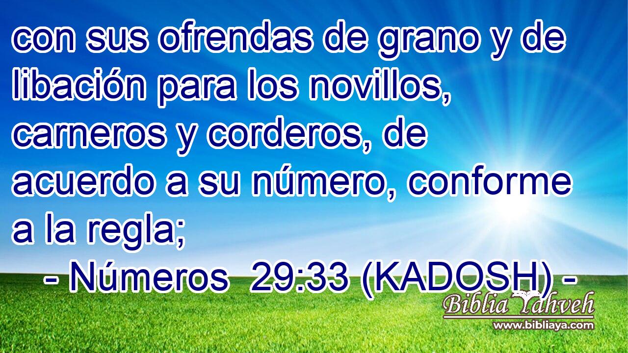  con sus ofrendas de grano y de libación para los novillos, carneros y corderos, de acuerdo a su número, conforme a la regla; 