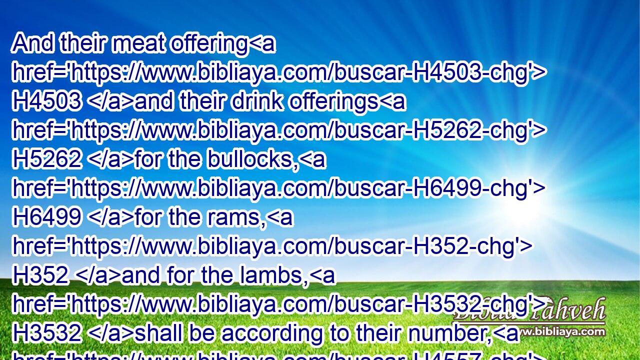 And their meat offering H4503 and their drink offerings H5262 for the bullocks, H6499 for the rams, H352 and for the lambs, H3532 shall be according to their number, H4557 after the manner:H4941
