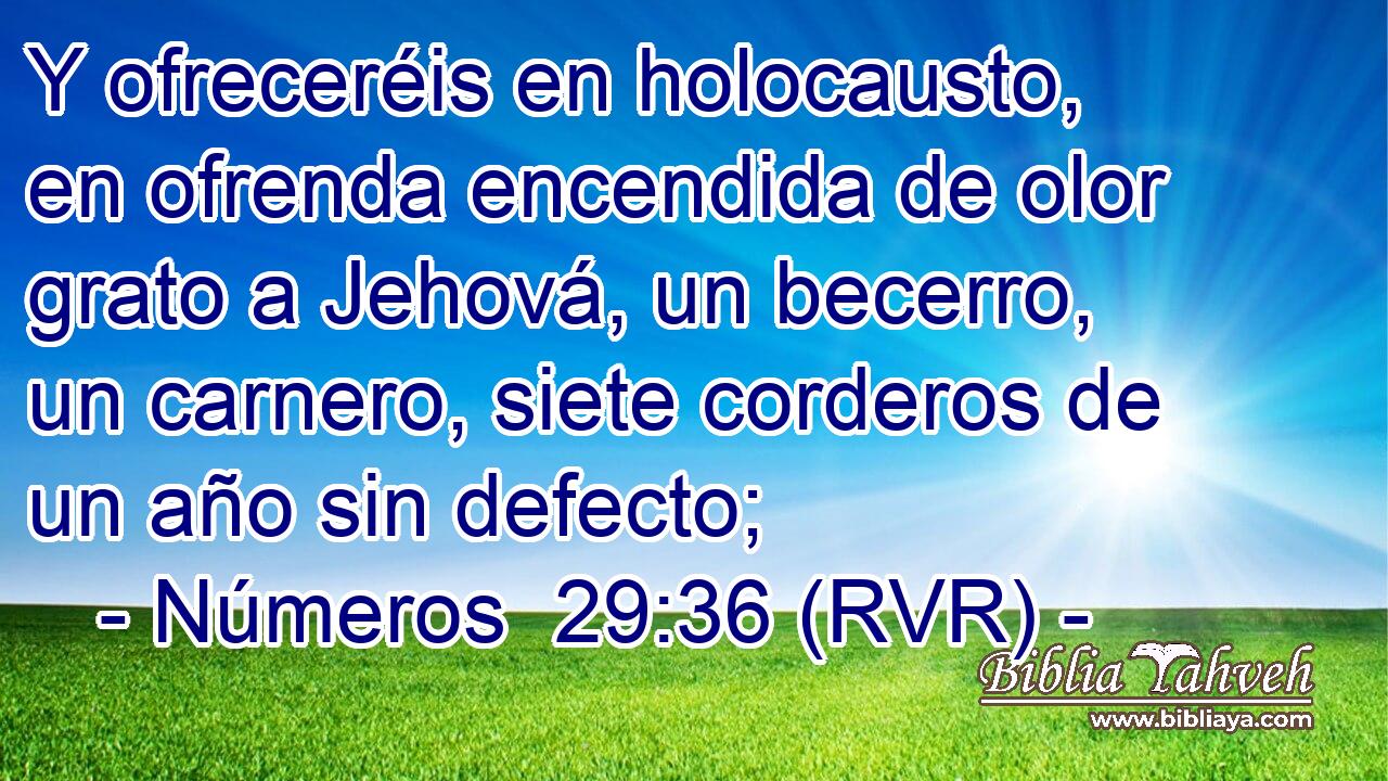 Y ofreceréis en holocausto, en ofrenda encendida de olor grato a Jehová, un becerro, un carnero, siete corderos de un año sin defecto;