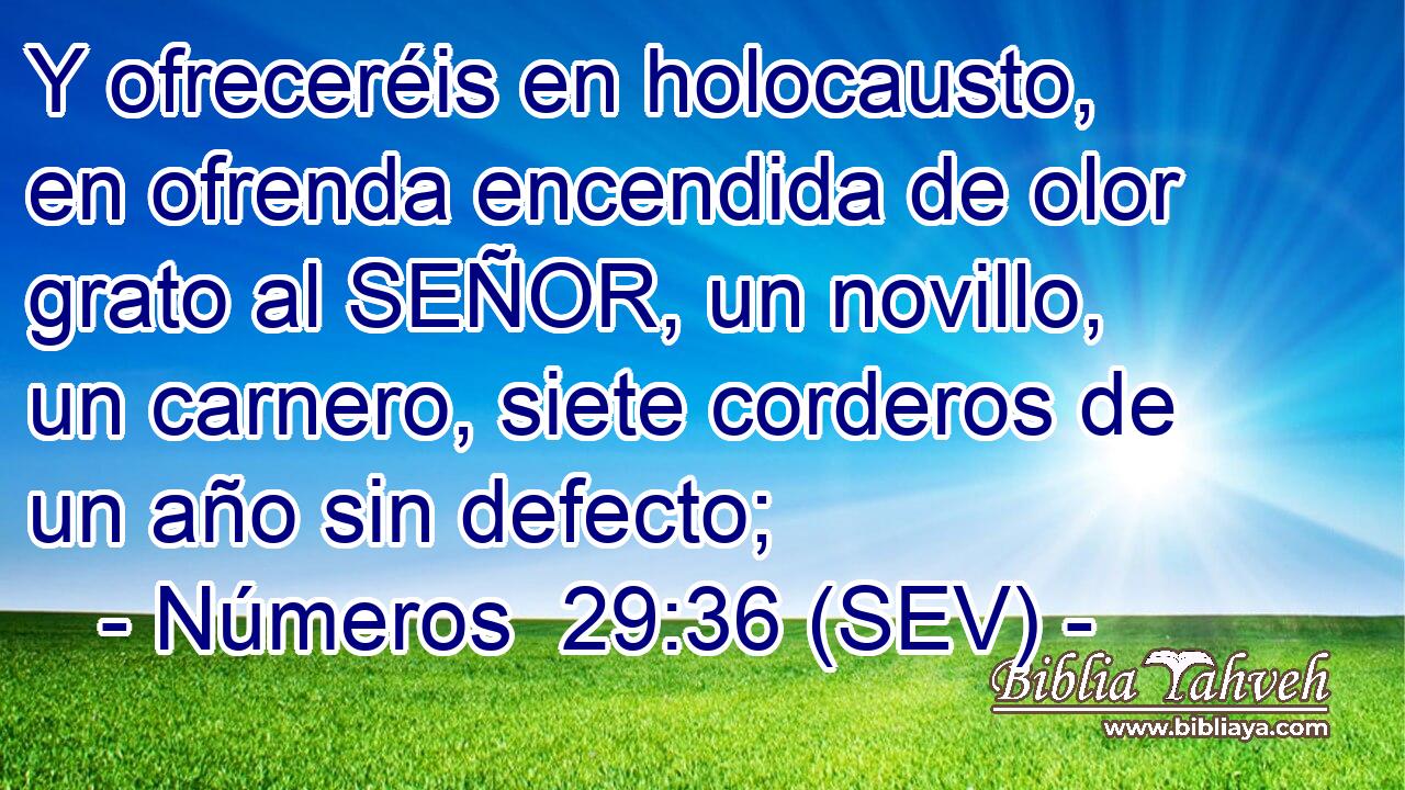Y ofreceréis en holocausto, en ofrenda encendida de olor grato al SEÑOR, un novillo, un carnero, siete corderos de un año sin defecto;