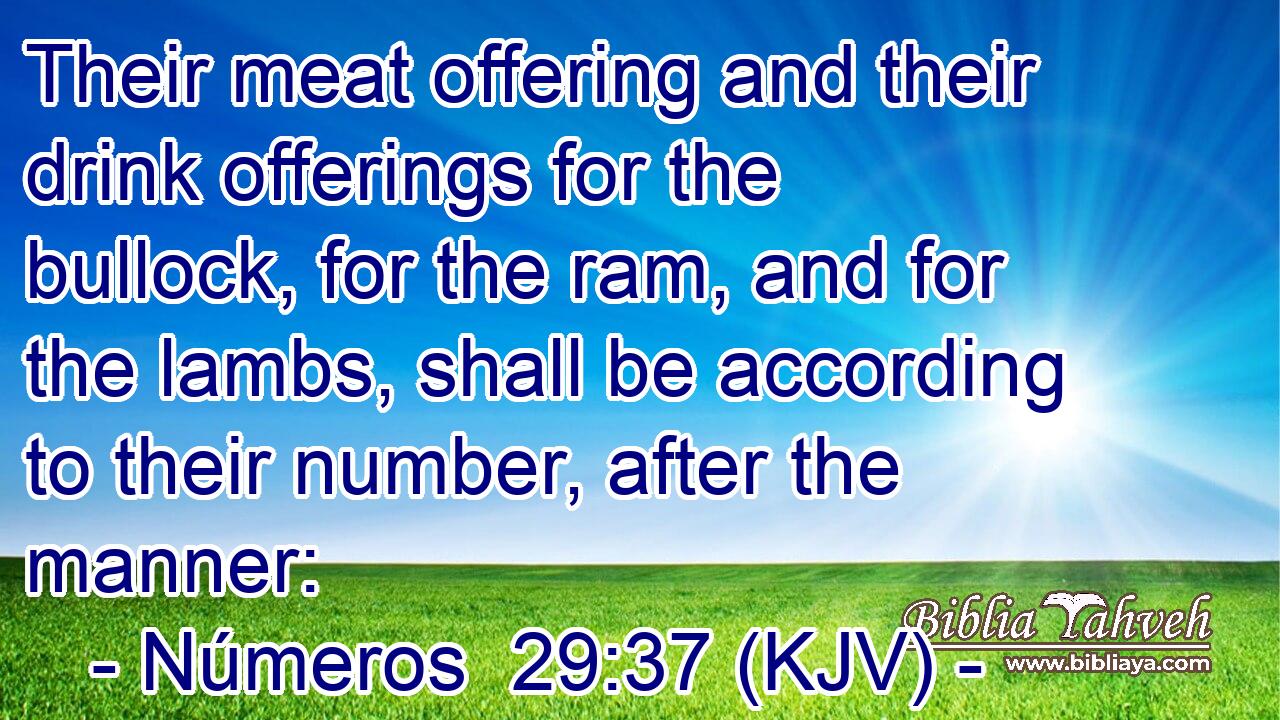 Their meat offering and their drink offerings for the bullock, for the ram, and for the lambs, shall be according to their number, after the manner: