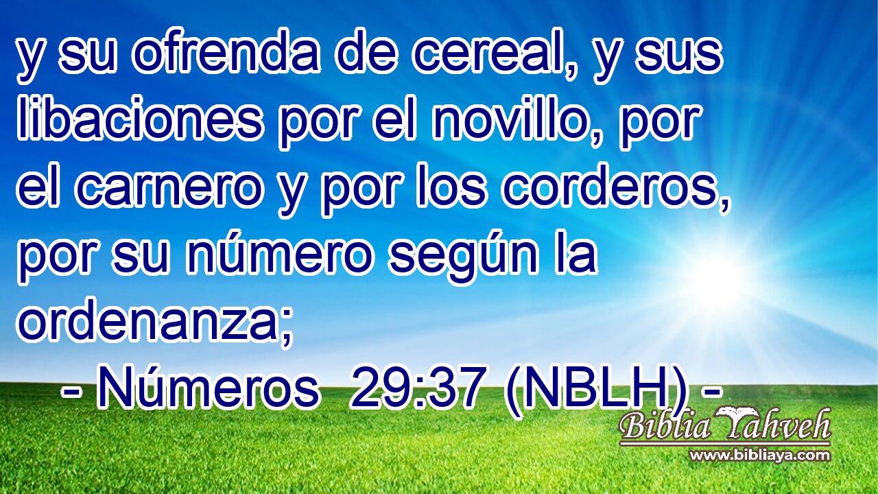  y su ofrenda de cereal, y sus libaciones por el novillo, por el carnero y por los corderos, por su número según la ordenanza; 