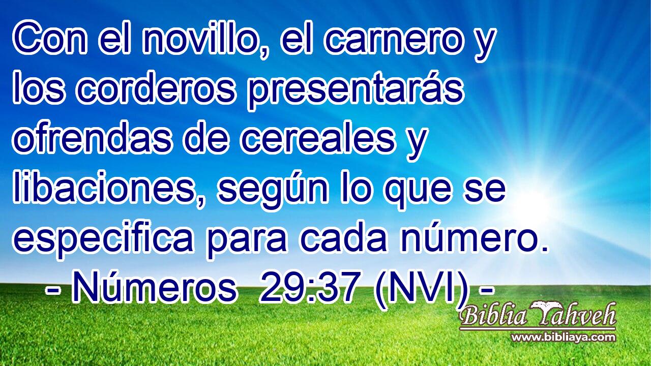  Con el novillo, el carnero y los corderos presentarás ofrendas de cereales y libaciones, según lo que se especifica para cada número. 