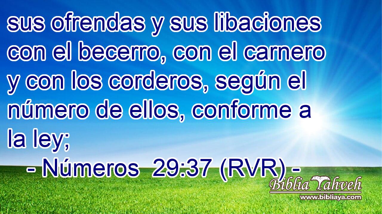 sus ofrendas y sus libaciones con el becerro, con el carnero y con los corderos, según el número de ellos, conforme a la ley;