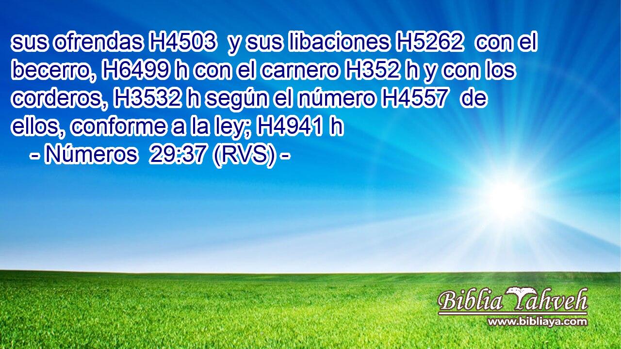 sus ofrendas H4503  y sus libaciones H5262  con el becerro, H6499 h con el carnero H352 h y con los corderos, H3532 h según el número H4557  de ellos, conforme a la ley; H4941 h 