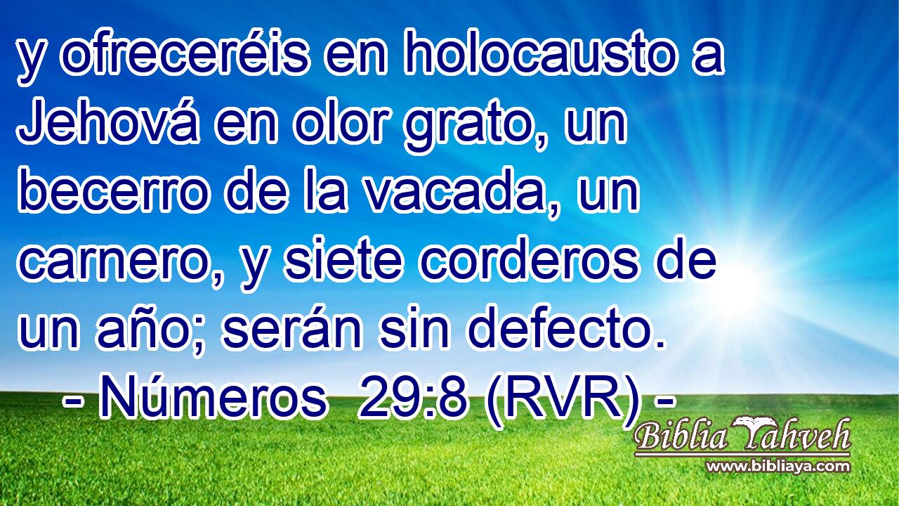 y ofreceréis en holocausto a Jehová en olor grato, un becerro de la vacada, un carnero, y siete corderos de un año; serán sin defecto.