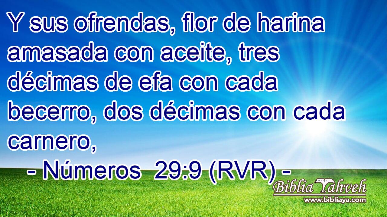 Y sus ofrendas, flor de harina amasada con aceite, tres décimas de efa con cada becerro, dos décimas con cada carnero,
