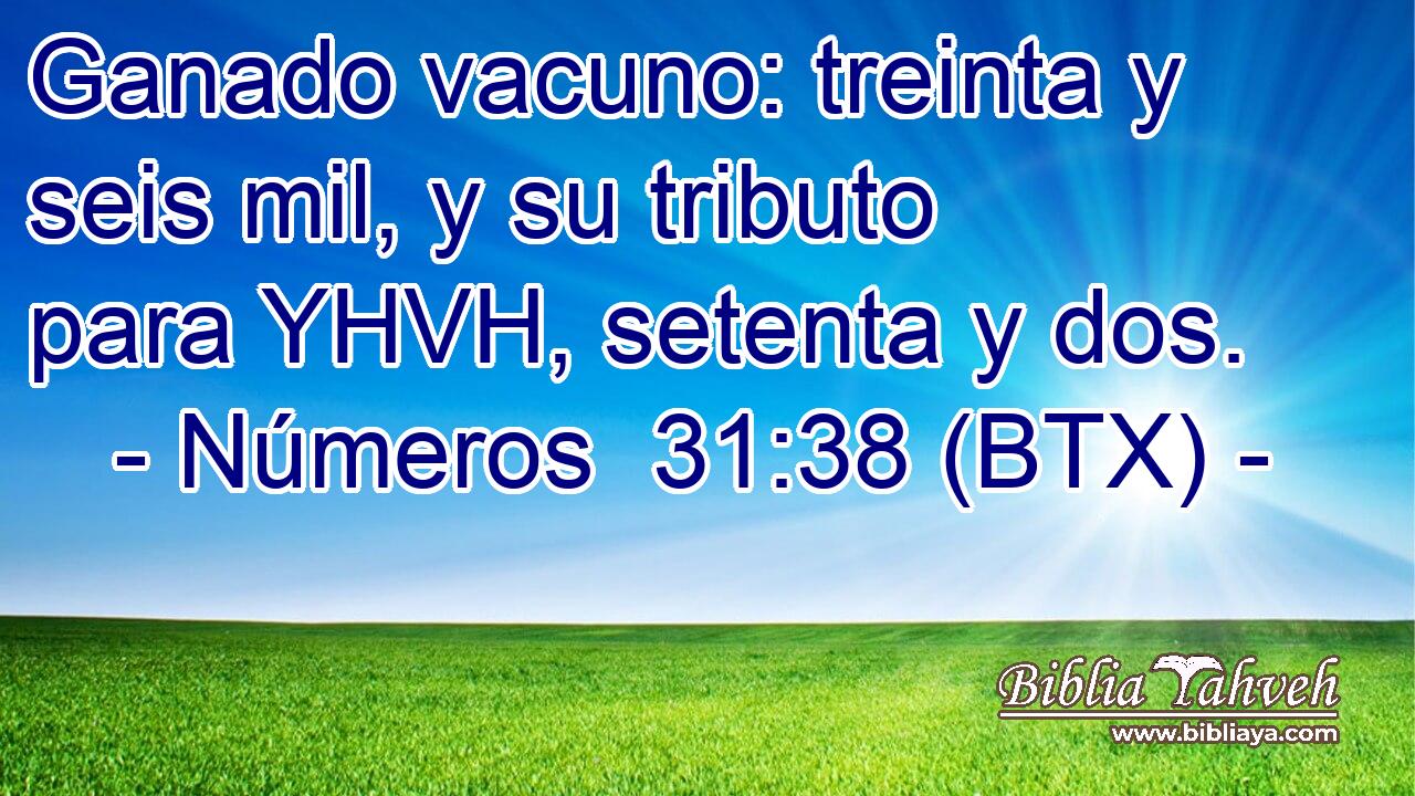 Ganado vacuno: treinta y seis mil, y su tributo para YHVH, setenta y dos.