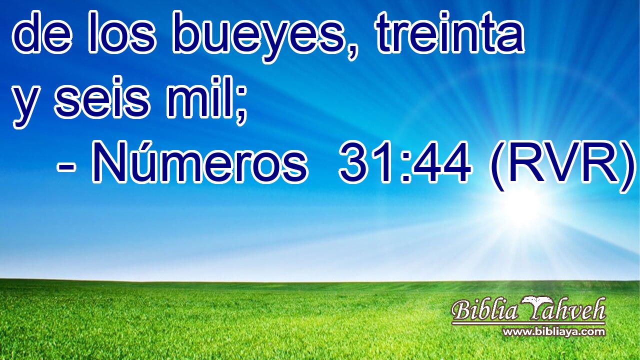 de los bueyes, treinta y seis mil;