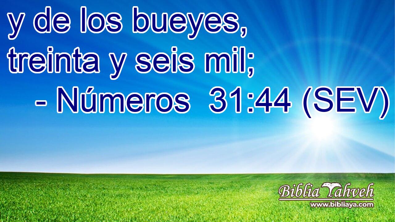 y de los bueyes, treinta y seis mil;