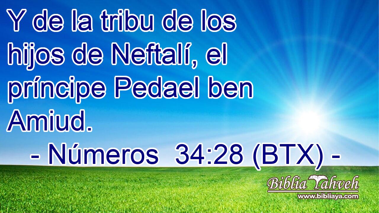 Y de la tribu de los hijos de Neftalí, el príncipe Pedael ben Amiud.
