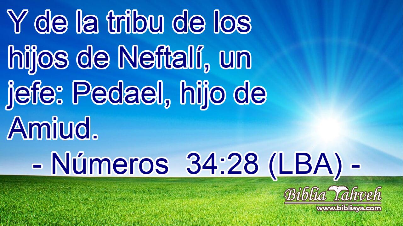 Y de la tribu de los hijos de Neftalí, un jefe: Pedael, hijo de Amiud.