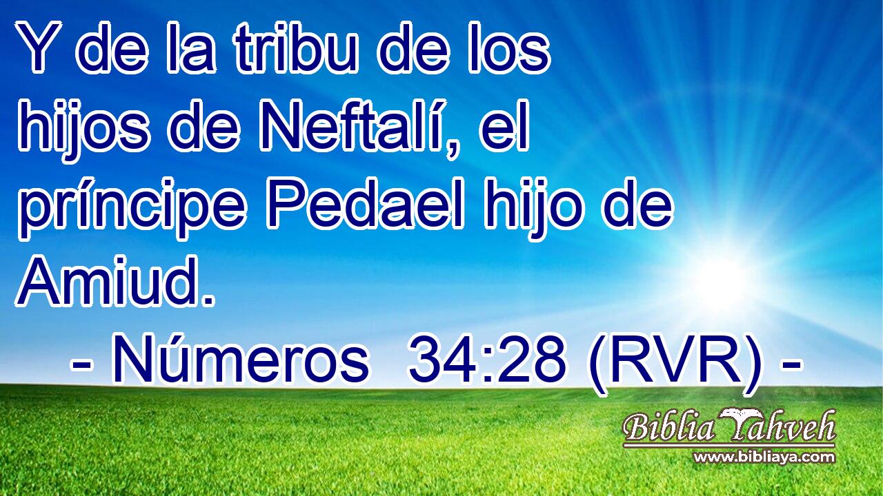 Y de la tribu de los hijos de Neftalí, el príncipe Pedael hijo de Amiud.